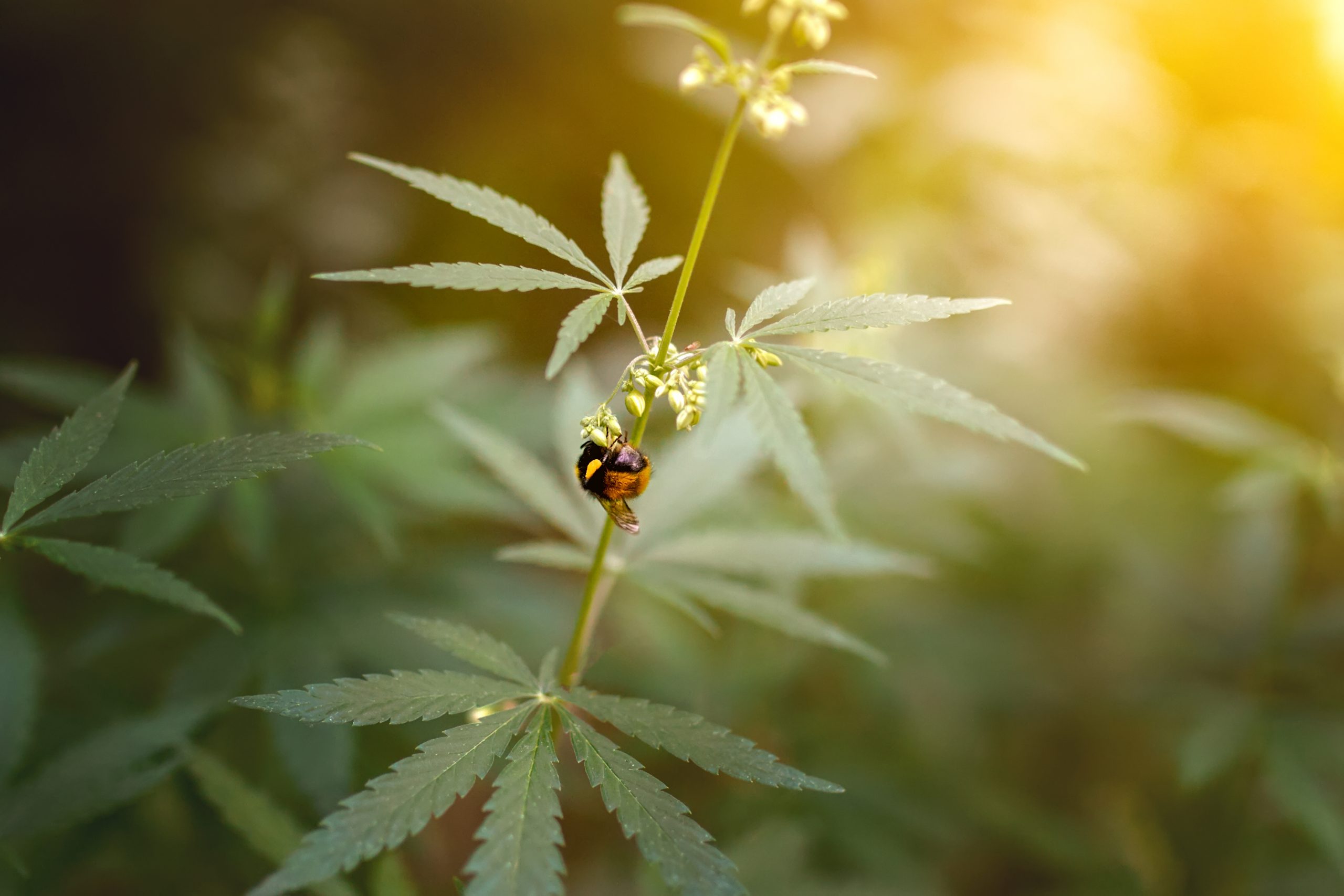 Hemp Is One of the Most Environmentally Friendly Crops
