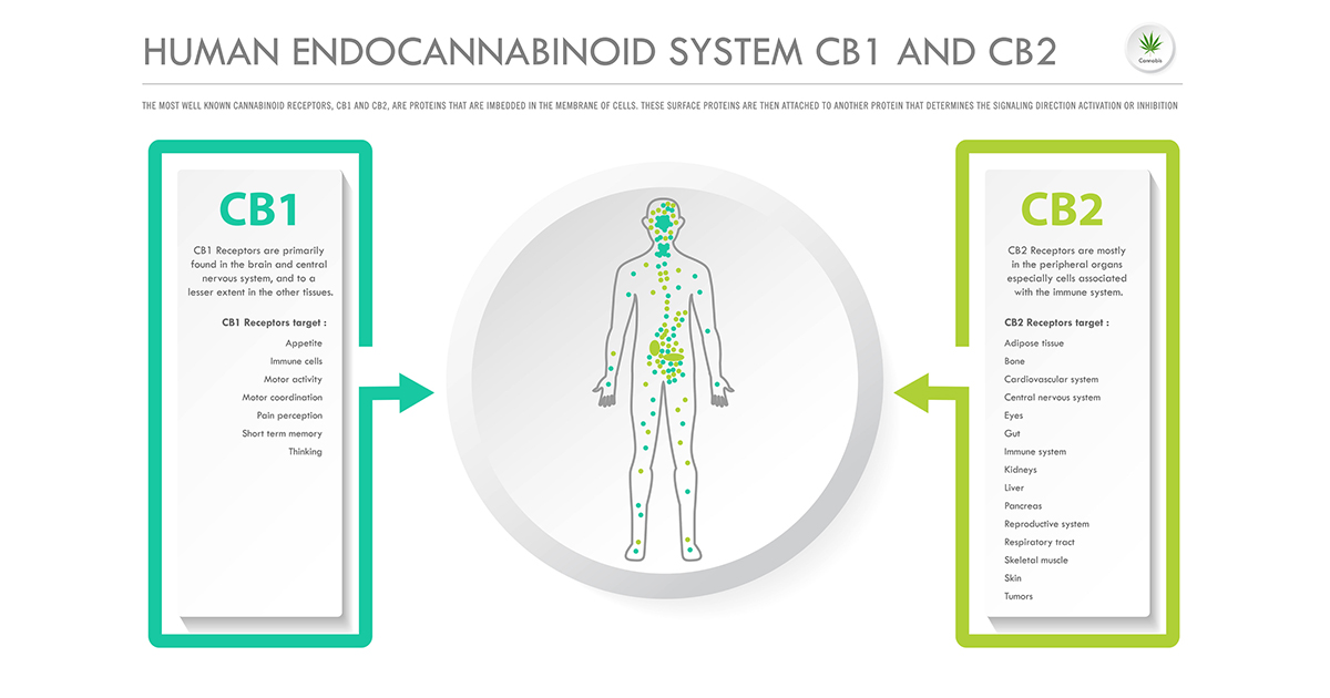 Human Endocannabinoid System