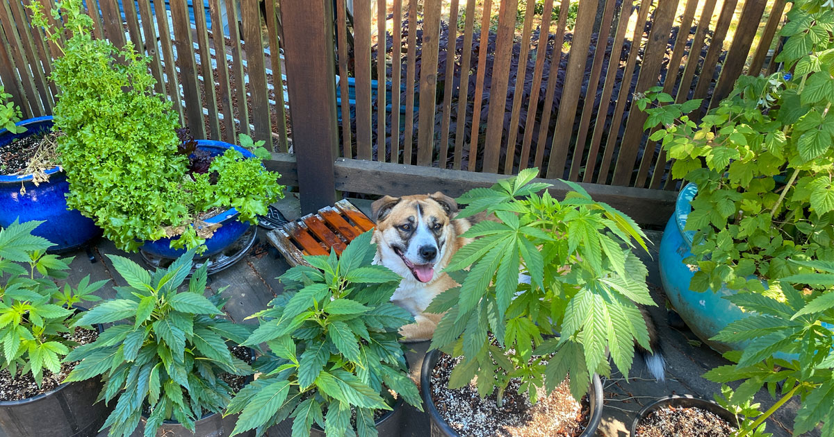 Growing Cannabis