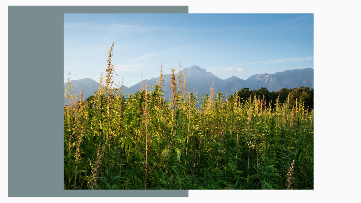 hemp is a great choice for environmentally conscious individuals 